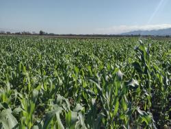 #400 - Fazenda para Venda em Taubaté - SP